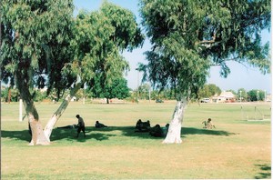 C:\Users\shaun\Documents\memory stick\New folder\New Australia\web australia photos\Aborigines seeking shade from the mid-day sun..jpg