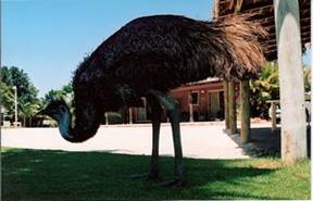 C:\Users\shaun\Documents\memory stick\New folder\New Australia\web australia photos\Sorry I ate your cousin Mr. Emu!.jpg